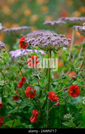 geum scarlet tempest,Melanoselinum decipiens,umbellifer,red flowers,flowering,mix,mixed planting scheme,garden,gardens,RM Floral Stock Photo