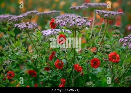 geum scarlet tempest,Melanoselinum decipiens,umbellifer,red flowers,flowering,mix,mixed planting scheme,garden,gardens,RM Floral Stock Photo