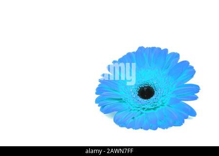 Blue gerbera flower isolated on white background. Stock Photo