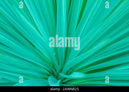 Aqua menthe phanton. Tropical leaf macro background. Trend color background. Stock Photo