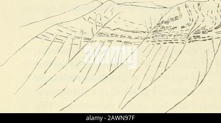 Sessional papers of the Dominion of Canada 1905 . ver is approached, appears as a monocline dipping to the west, abutting or going under the rocks upheaved to form the Vermilion range. The coal bearing rocks, which in the shallow basin appear only on the summits of the hills, here again form a narrow strip along the west side, in very much the same manner as along the face of the Cascade mountain. The division line between the two types of structure is marked by aheavy fold running from the fault line, at the height-of-land between 1:2 GEOLOGICAL SURVEY DEPARTMENT 4-5 EDWARD VII., A. 1905 the Stock Photo