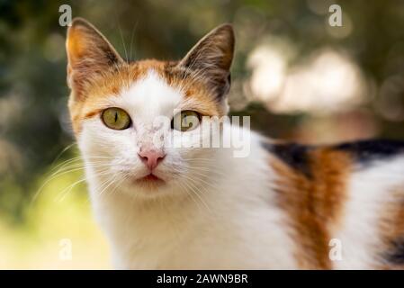 Close up facial portrait shot of a stray cat looking at camera.