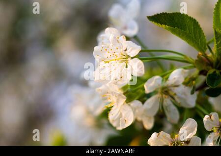 Background blooming beautiful white cherries in raindrops on a sunny day in early spring close up Stock Photo