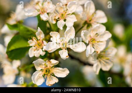 Background blooming beautiful white cherries in raindrops on a sunny day in early spring close up Stock Photo