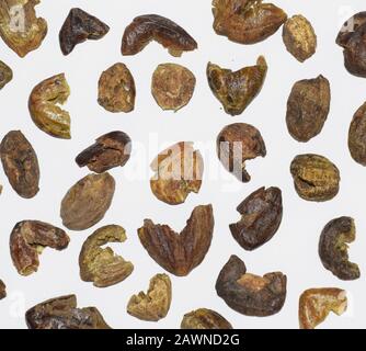 Myrobalan or Terminalia chebula or Black chebulic myrobalan known as Harde in India used for health benefits in Ayurveda. Shown in picture is Dried pr Stock Photo