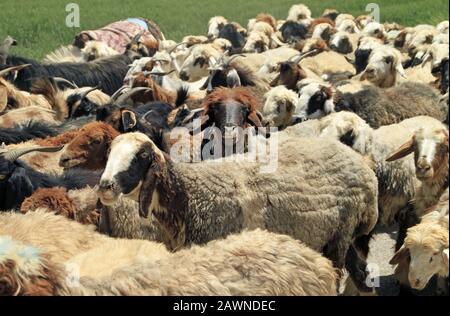 Closeup shot of different sheep of multiple colors standing next to each other Stock Photo