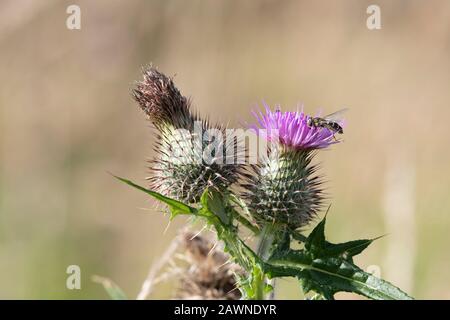 A Pied Hoverfly (Scaeva Pyrastri) Foraging on a Spear Thistle (Cirsium Vulgare) Flower Stock Photo