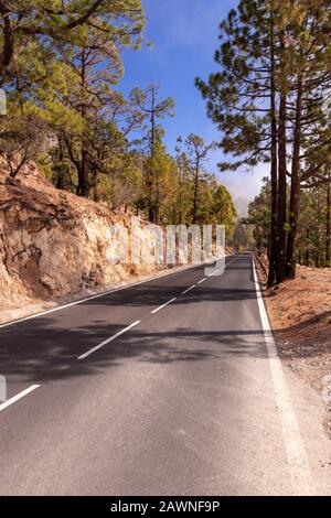 Road and cloud pines near Vilaflor, Tenerife, Canary Islands Stock Photo