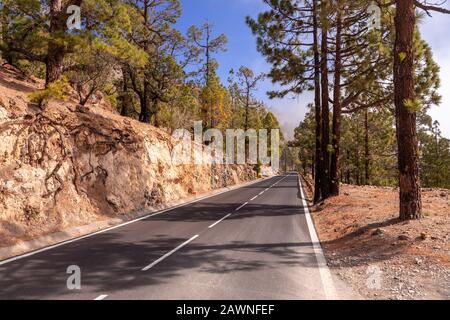 Road and cloud pines near Vilaflor, Tenerife, Canary Islands Stock Photo