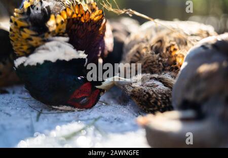 Two Dead Birds Kiss Beaks In the Winter Sun On Snow Stock Photo