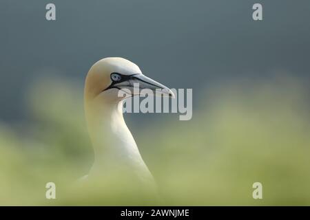 Northern gannet, detail portrait of sea bird sitting on the nest, with blue sea water in the background, Helgoland island, Germany. Stock Photo
