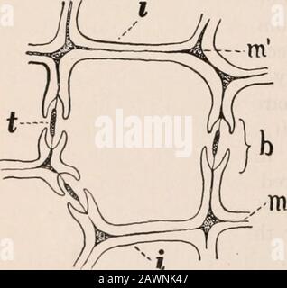 A practical course in botany : with especial reference to its bearings on agriculture, economics, and sanitation . Fig. 122. — Internal structure of a pine stem, showing longitudinal section of afibrovascular bundle through a medullary ray, sm, sm : s, tracheids; t, borderedpits, surface view; c, cambium; v, sieve tubes; vt, sieve pits, analogous to thesieve plates in dicotyl stems. stem as it appears under the microscope, labeling correctlyall the parts observed. Show the shape and relative size of the different cells. Com-pare your drawings withthose made in your studyof monocotyl stems, and Stock Photo