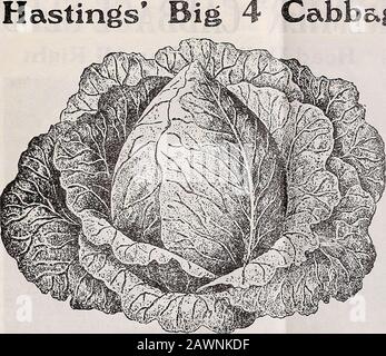 Hastings' seeds : spring 1909 catalogue . Hastings Sure Crop, The Largest Early Flat Cabbage 16 Hastings. MORE POPULAR EVERY YEAR We have been tempted to drop this Big l Cabbase Collection just because we have offered it somany years. Yet, with nearly 20,000ofourcustomersbuying it, as they did in 1908 and as more and morepeople buv it every year we do not feel that weought to drop it just because it has been offered fora dozen years Another thing; there is no collectionof cabbage that we . ould make up that would equalit. No two of these varieties mature at the sametime. It gives an all season