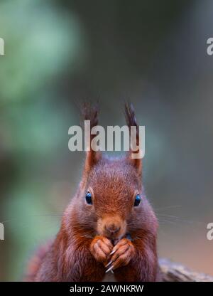 Red squirrel or Eurasian red squirre - ARDILLA ROJAl (Sciurus vulgaris) Stock Photo