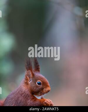 Red squirrel or Eurasian red squirre - ARDILLA ROJAl (Sciurus vulgaris) Stock Photo