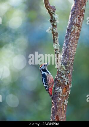 PICO MEDIANO - Middle spotted woodpecker (Dendrocoptes medius) Stock Photo