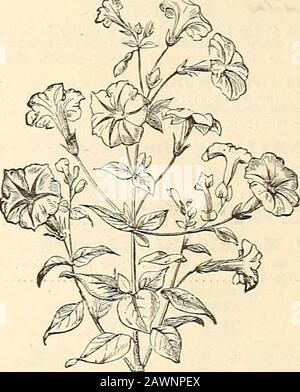 Peter Henderson & Co.'s catalogue of everything for the garden : 1880 . ide the foliage. Half-hardy Annuals.]Veinesia Floribmida. White and yellow, fragrant 5 Aersieolor. Various colors ? 5 *?&lt;**TtJ?&auLS*—**- NOLANA. Very pretty trailing plants, with convolvulus-like flowers ; excellent for rustic work or hanging baskets. Hardy Annuals.Xolana Lanceolata. Sky-blue, with white throat 5 Atriplieifolia. Blue, violet, white and yellow 5 &gt;Cvl|.