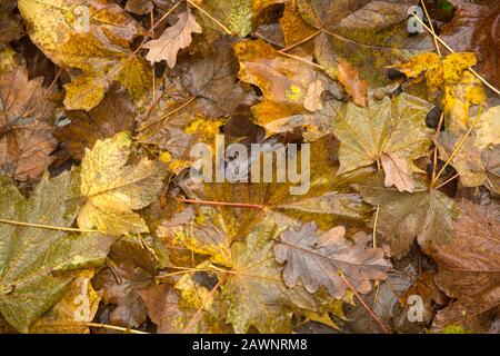 Wet yellow and brown decaying fallen autumn trees leaves laying on ground in woodland at Littleworth Common, Esher, Surrey Stock Photo