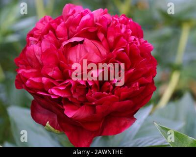 Paeonia Henry Bockstoce. Double red peony flower. Paeonia lactiflora (Chinese peony or common garden peony). One flower close-up outdoors.