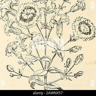 Peter Henderson & Co.'s catalogue of everything for the garden : 1880 . (- &-1Wsfn/tr&U*Aj Dooble Dahlia. DAHLIA.. Saved from our magnificent collection of nearly 150 sorts,comprising almost every known shade of color. Hulf-hardjPerennials. Dahlia. Fine mixed 10 Extra Fine. (Our own collection) 25