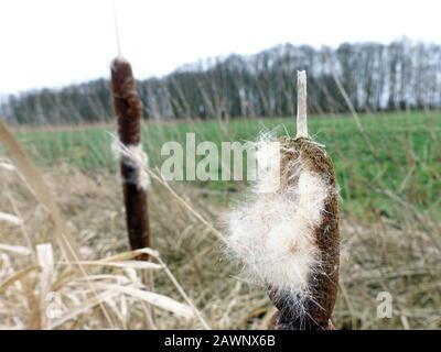 Rohrkolben (Typha spec.) - Fruchtstand mit Flugsamen, Oetzen, Niedersachsen, Deutschland Stock Photo