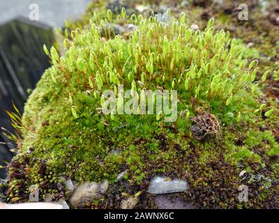 Haarblättriges Birnmoos (Bryum capillare) - Pflanze mit jungen Sporenkapseln, Bad Bevensen, Niedersachsen, Deutschland Stock Photo