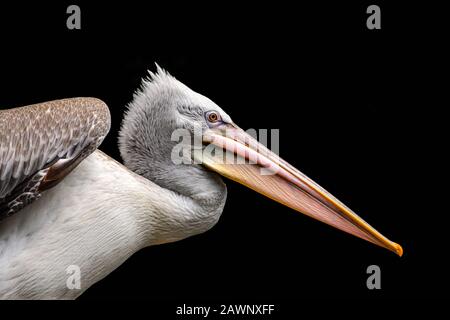 Portrait of the Dalmatian Pelican, Pelecanus crispus Stock Photo