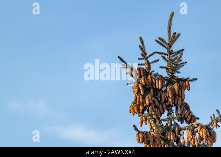 The top of a white spruce tree, an evergreen conifer of the species Picea glauca, is seen against blue sky with many female seed cones hanging from it Stock Photo