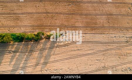 Aerial View of wheat field destroyed by wild boars Stock Photo