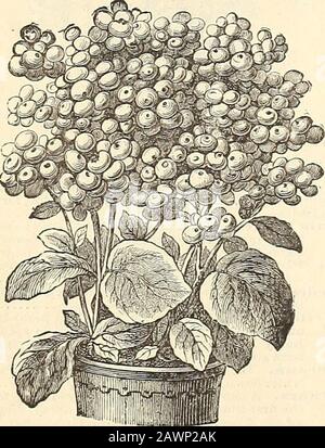 Peter Henderson & Co.'s catalogue of everything for the garden : 1880 . Calceolaria Htbrida. ^fer^A^Eo^rt^c^^ CALCEOLARIA. One of the grandest plants in cultivation, but at the sametime one of the most difficult for inexperienced cultivatorsto raise from 6eed; but if the printed instructions we giveOn each packet of seed are carefully followed there shouldbe no difficulty in succeeding with them. The dense massesof their beautiful pocket-like flowers are formed in spring. Per Pkt.Calceolaria Hybrida Superba. Saved from thefmestformed and most beautifully marked varieties 50 New Dwarf. A beauti