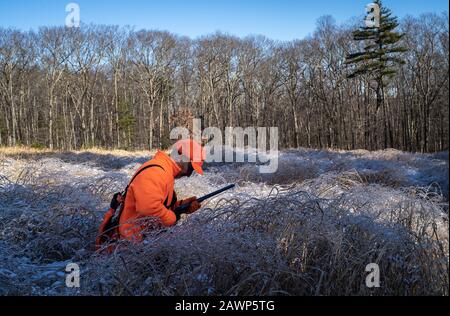 A Hunter Searching For A Bird In Tall Frozen Grass Stock Photo