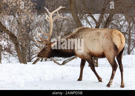 Elk, Wapiti (Cervus candensis), Northern Michigan, Winter, by James D Coppinger/Dembinsky Photo Assoc Stock Photo