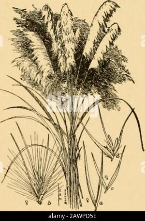 A text-book of grasses with especial reference to the economic species of the United States . clumps, the blades numerous, longand narrow, drooping, the floAver-stalk tall and slender,bearing a large silvery white or rosy plume 1 to 2 feetlong. A native of Argentina, cultivated for ornamentand, in California, on a commercial scale for the plumes. Another species, C. jubaia (Lem.) Stapf, with smaller and morelax lavender-colored plume, is occasionally cultivated. A relatedplant, the uva-grass Gynerium sagittatum (Aubl.) Beauv. {G. sac-charoides Humb. & Bonpl.), sometimescultivated, is a tall co Stock Photo