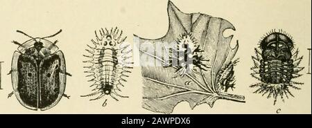 Fork Insect Fork is shown in a black and white photo. The fork is bent at the top ...