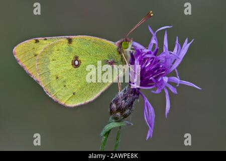 Clouded Sulphur Butterfly (Colias philodice) on Spotted Knapweed (Centaurea maculosa), E USA, by Skip Moody/Dembinsky Photo Assoc Stock Photo