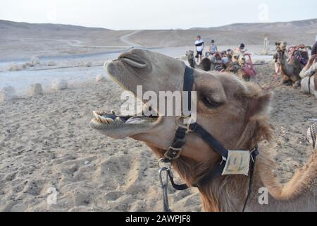 Camel yawning in Negev desert in southern Israel Stock Photo