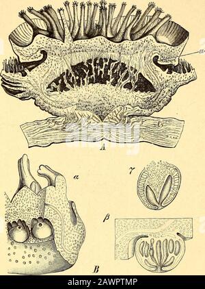 Das Pflanzenreich : regni vegetabilis conspectus . en Perigonwirtel bietet Rafflesia, viel-zipfelig ist er bei Brugmansia und Sapria. Bei Gytinus ist das Perigonrohr eng mittellerförmigem Saum, sonst kesseiförmig oder flach [Scytanthns). Bei Rafflesia und Sapria H. Graf zu Solms-Laubacli. — Rafflesiaceae. ist es zudem von einem becherartig vorspringenden Diaphragma mit Ausnahme des Mittelteilsbedeckt, der Tubus selbst bei Rafflesia mit häufig verzweigten an der Spitze geschwollenenRamenten dicht besetzt, die bei Sapria auf der Außenseite des Diaphragma stehen. BeiBrugmansia endlich ist der Tub Stock Photo