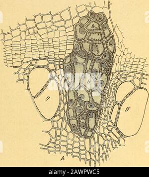 Das Pflanzenreich : regni vegetabilis conspectus . Fig. 2. Thallusfadender Bafflesia paimaBlume, im Secundär-bast eines Cissus-Stammes verlaufend.(Original).. Fig. 3. Querschnitt durch eine Cissus-Wwczel mit einem Gewebs- ballen der Brugmansia Zippelii, in dessen Innerem sich späterhin ein Blütenspross entwickeln wird. (Nach Sachs). ein sechsgliedriger (P. aethiopica) voraus. Bei Apodanthes endlich folgt auf einen zwei-gliedrigen ein solcher von 4 kelchartig verwachsenen Gliedern, mit welchem erst das Perigonalterniert. Blütenverhältnisse. Die Blüten sind meist terminal, nur in der Gruppe der Stock Photo