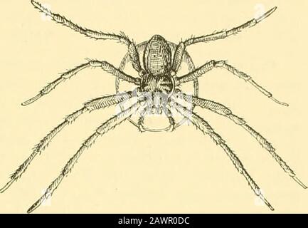 American spiders and their spinningworkA natural history of the orbweaving spiders of the United States, with special regard to their industry and habits . Fig. 188. Cocoon and tent of the Laterigrade, Misumena vatia,woven upon a ladies dressing bureau. Spidere^U. S., page 78, on Thoniisus fartus. GENERAL COCOONING HABITS OF SPIDERS. 153. Fig. 189. Cocoon of Huntsman spider, as clasped and carriedby the mother. (View from above.) flat circular plate which is attached to the ohject, rock, bark, or wood onwliich the cocoon is spini; and, second, a convex covering whicli fastensabove the eggs lik Stock Photo