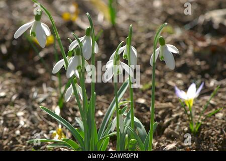 Common Snowdrops (Galanthus nivalis) backlit in the garden. Stock Photo