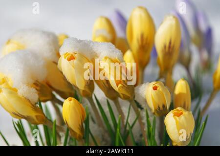 Cluster of yellow crocuses covered in snow. Stock Photo