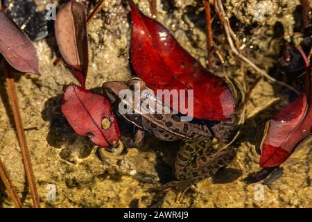Close up of Southern leopard frog(Lithobates sphenocephalus) on Big pine key, Florida USA 2020 Stock Photo