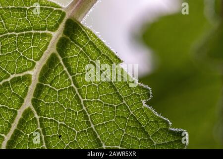 Macro photography of a myrrh leaf Stock Photo