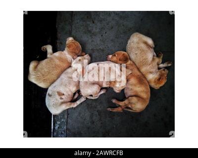 Top view shot of five abandoned puppies sleeping on a sidewalk Stock Photo