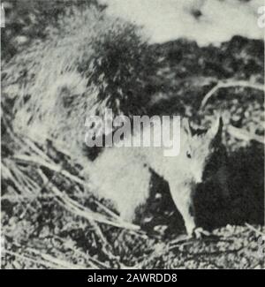 Yosemite nature notes . ch like a tailless muskrat ora gigantic meadow mouse, blackish brownin color. It will seldom be seen by thepark visitor, for it utilizes extensive tun-nels safely to reach food above groundand is chiefly nocturnal. The burrowings,six or seven inches in diameter, runningparallel to the surface, roofless in spots,may be found on bottom land nearstreams in widely scattered locations atelevations ranging from less than 4,000feet to more than 10,000 feet. The food consists of almost anygreenery, but bark is also eaten. Moun-tain beavers are known to stack and curevegetation Stock Photo