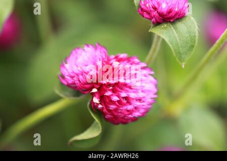 Magenta Wild Flowers Stock Photo