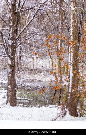 bright colorful leaves dot trees in this pretty winter scene Stock Photo