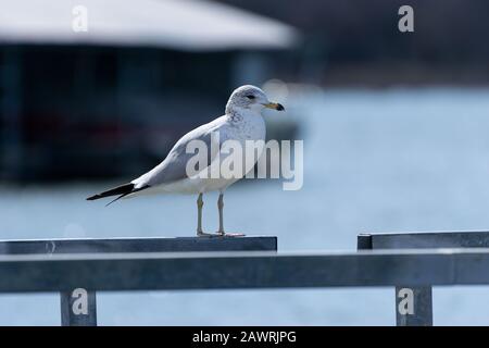 A solitary Ring Billed Gull standing on the metal railing of a pier at a dock with a part of a marina boathouse extending out into the lake in the blu Stock Photo