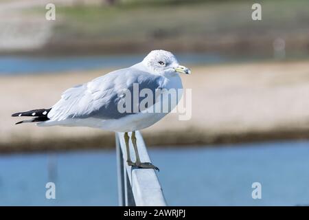A solitary Ring Billed Gull standing on the metal rail of a marina pier with part of the lake and its shoreline in the background. Stock Photo