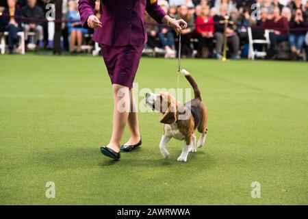 New York City, USA - February 9, 2020: Junior handler running with her Beagle during the Hound breeds judging, 144th Westminster Kennel Club Dog Show, Pier 94, New York City Stock Photo